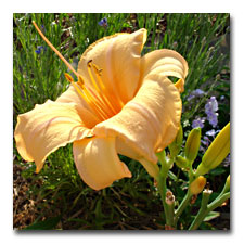 new apricot daylily