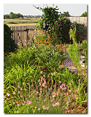 Backyard in August