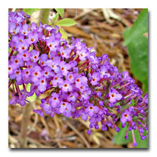 my baby butterfly bush is blooming