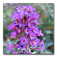 Butterfly bush