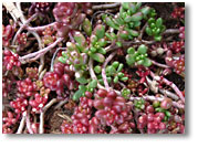 Chubby Fingers Sedum