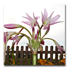 crinum Lilies