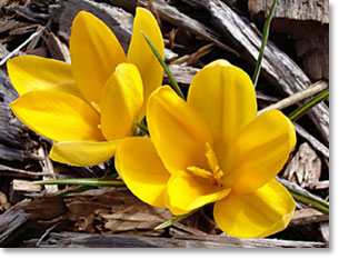 Yellow crocus bloomedthe 20th of February