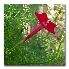 Cypress Vine