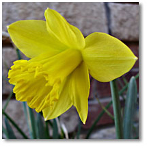 daffodil