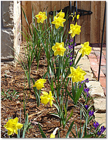 More daffodils continue to open