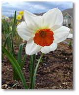 I'm enjoying all the wonderful varieties of daffodils