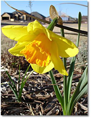 My first daffodil in my new garden