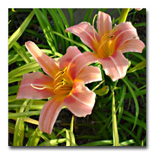 Peachy Pink daylily