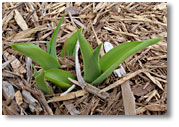 The dormant daylilies are coming up