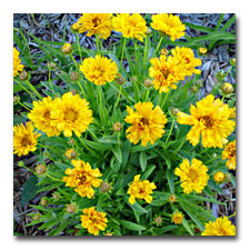 Double Coreopsis