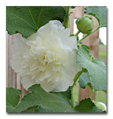 Double White Hollyhock