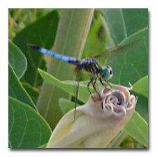 Dragon Fly on datura moonflower bud