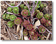 Dragons Blood Sedum