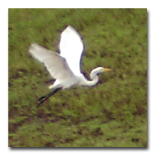 An egret came to visit after a good rain