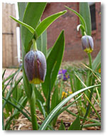 Fox Grape, or Fritillaria Uva Vulpis