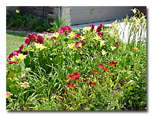 front bed with Hibiscus and Daylilies