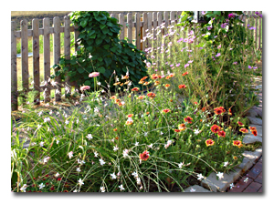 gaura and gailardia