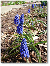 grape hyacinths