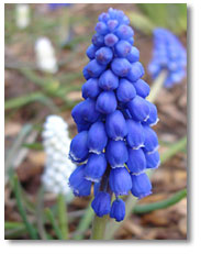 Extreme close up of grape hyacinth