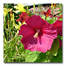 hardy hibiscus