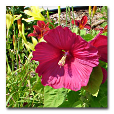 hardy hibiscus