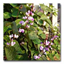 hyacinth Bean Vine
