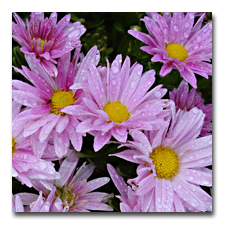 lavender mums