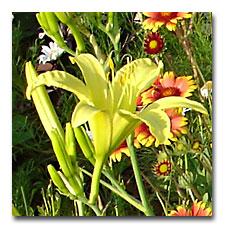 lemon Yellow Daylily