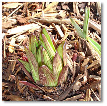 A few of my asiatic lilies are making an appearance