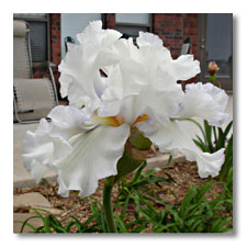 best white iris