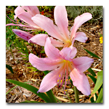 hardy amaryllis or naked ladies