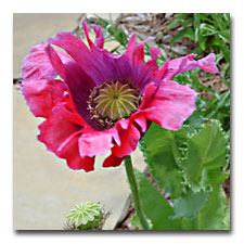 opium Poppy