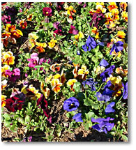 pansies pansies pansies