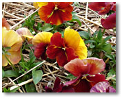 The pansies made it through the winter and are starting to look better