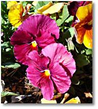 The pansies are looking great