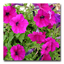 Petunias