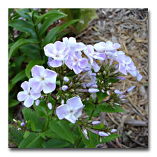 Katherine - phlox paniculata