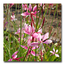 The gaura is doing wonderfully in the heat