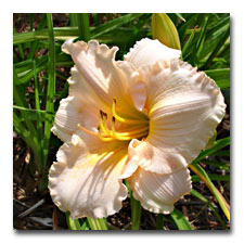 Peach Ruffled Daylily