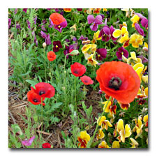 poppies and pansies