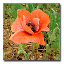 Orange Poppy