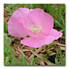 Pink Poppy