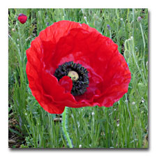 Red Poppy