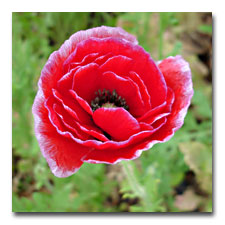 unusual poppy