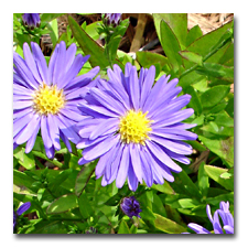 Purple Asters