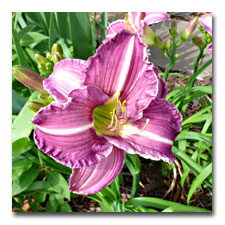 purple pink daylily