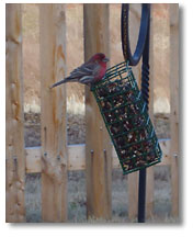 A pair of red house finch paid us a visit. This is the male