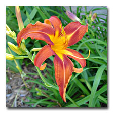 A spidery Orange Daylily