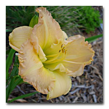 Ruffled Original - daylily